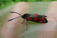 Zygaena transalpina