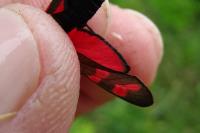 Zygaena transalpina