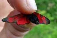 Zygaena transalpina