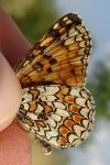 Melitaea phoebe