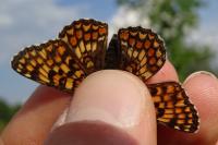 Melitaea phoebe