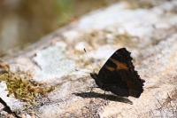 Aglais urticae