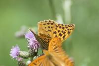 Argynnis paphia