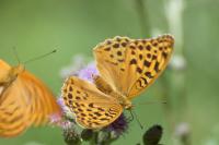 Argynnis paphia
