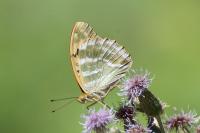 Argynnis paphia