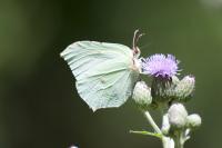 Gonepteryx rhamni