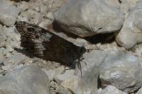 Hipparchia