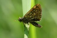 Carterocephalus palaemon