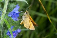 Ochlodes sylvanus