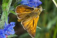 Ochlodes sylvanus