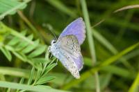 Plebejus argyrognomon