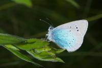 Glaucopsyche alexis