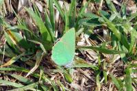 Callophrys rubi