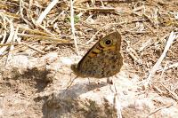 Lasiommata megera