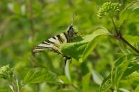 Iphiclides podalirius