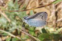 Glaucopsyche alexis