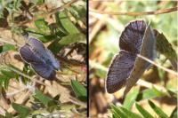 Glaucopsyche alexis