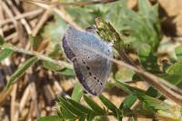 Glaucopsyche alexis
