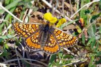 Euphydryas aurinia aurinia
