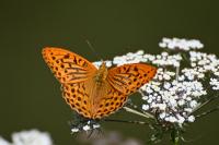 Argynnis paphia