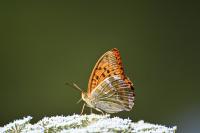 Argynnis paphia