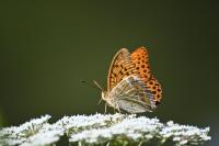 Argynnis paphia