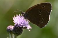 Aphantopus hyperantus