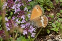 Coenonympha arcania