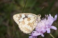 Melanargia galathea