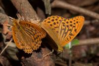 Argynnis paphia