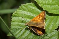 Ochlodes sylvanus
