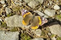Vanessa atalanta