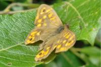 Pararge aegeria