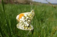 Anthocharis cardamines