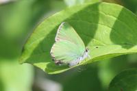 Callophrys rubi