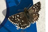 Pyrgus malvae