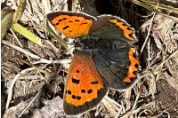 Lycaena phlaeas