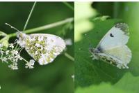 Anthocharis cardamines