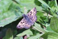 Carcharodus alceae alceae