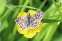 Pyrgus malvae