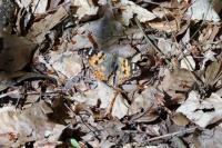 Vanessa cardui