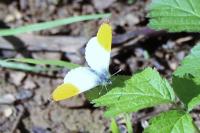 Anthocharis cardamines
