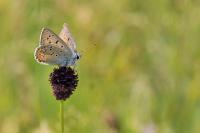 Lycaena alciphron