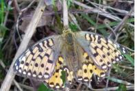 Speyeria aglaja