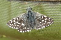 Pyrgus malvae
