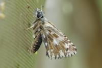 Pyrgus malvae