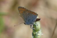 Lycaena dispar