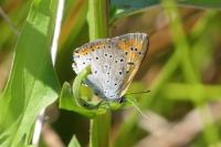 Lycaena dispar