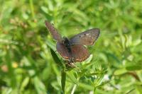 Lycaena tityrus