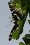 Apatura iris